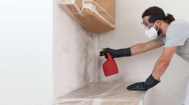 Professional Black Mold Remediation technician working in Wilmette, IL