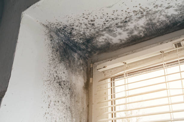 Affordable Black Mold Remediation solutions in Wilmette, IL