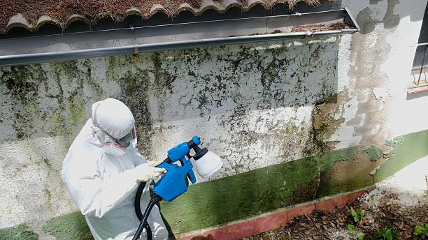 Top rated local Black Mold Remediation specialists in Wilmette, IL